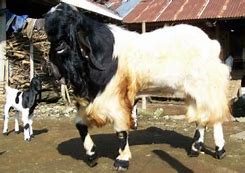 Kambing Etawa Warna Merah