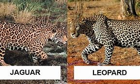 Perbedaan Jaguar Dan Macan Tutul